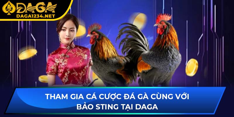 Tham gia cá cược đá gà cùng với Bảo Sting tại DAGA